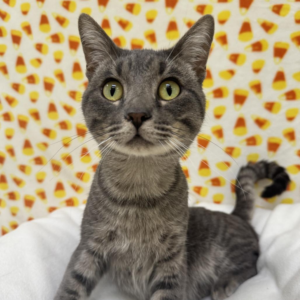 Enlarge Flounder, a Adoptable Domestic Short Hair in Deerfield, IL image 1/6