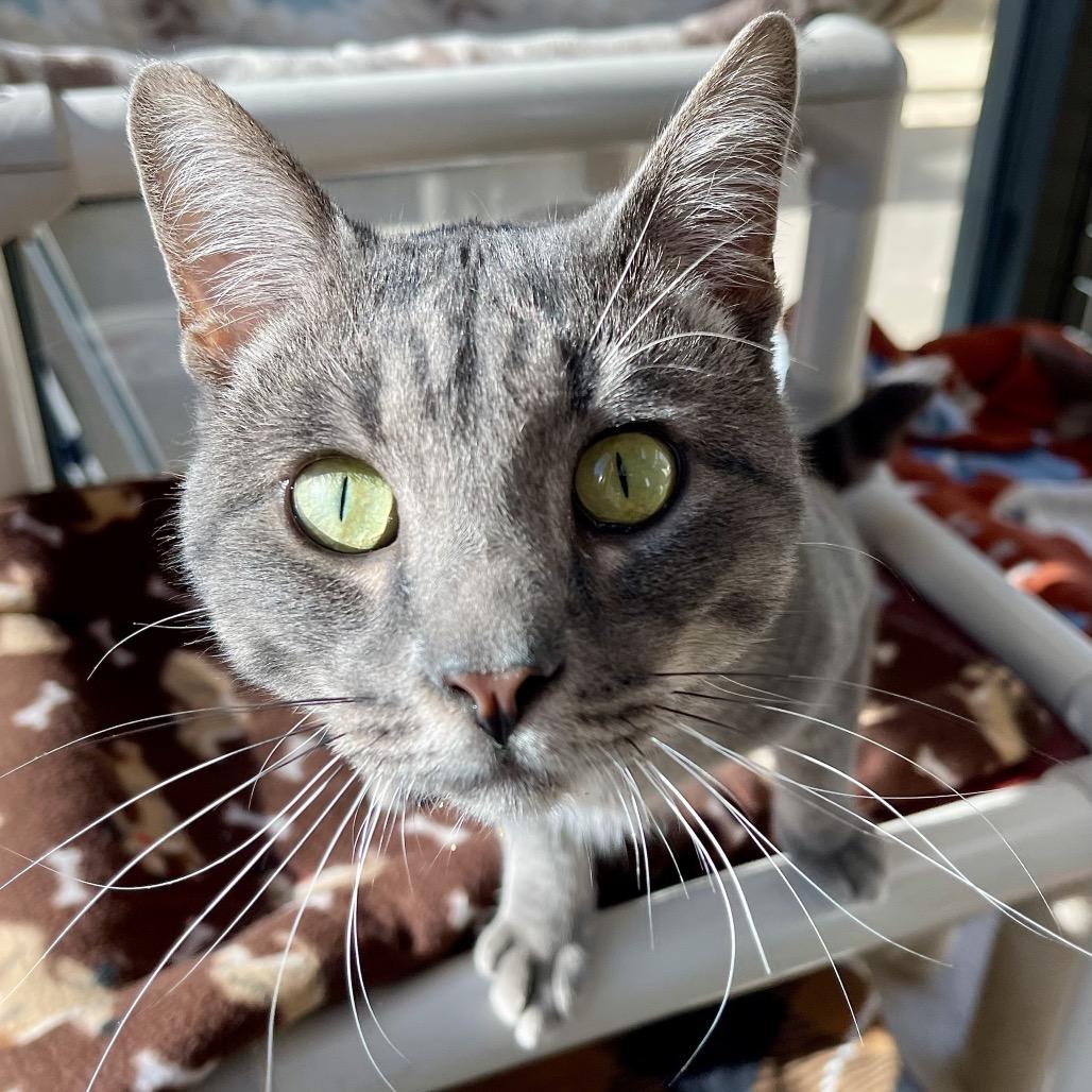 Enlarge Flounder, a Adoptable Domestic Short Hair in Deerfield, IL image 2/6