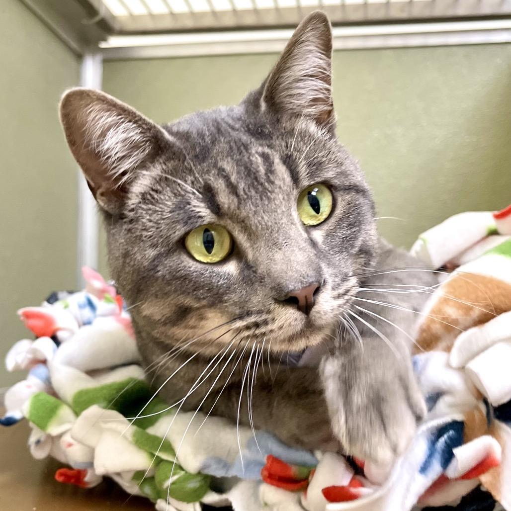 Enlarge Flounder, a Adoptable Domestic Short Hair in Deerfield, IL image 3/6