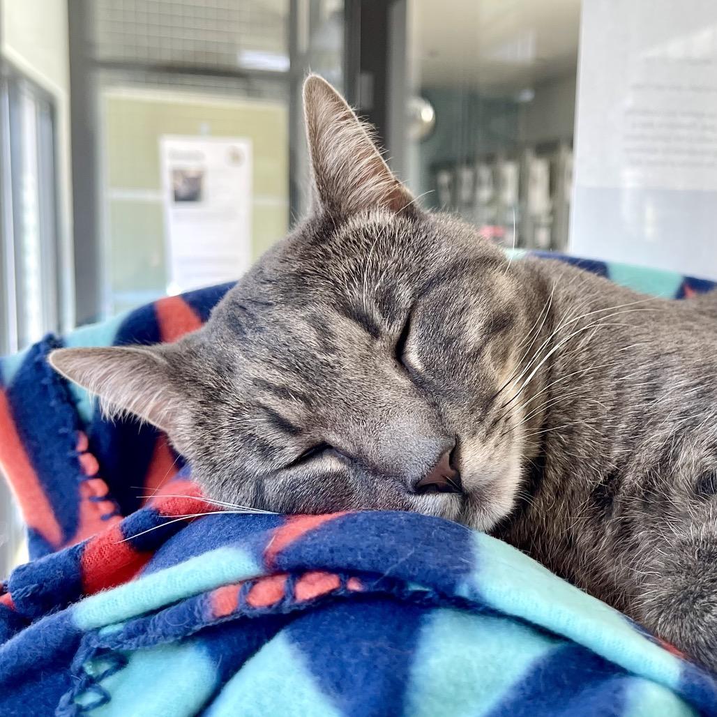 Enlarge Flounder, a Adoptable Domestic Short Hair in Deerfield, IL image 5/6