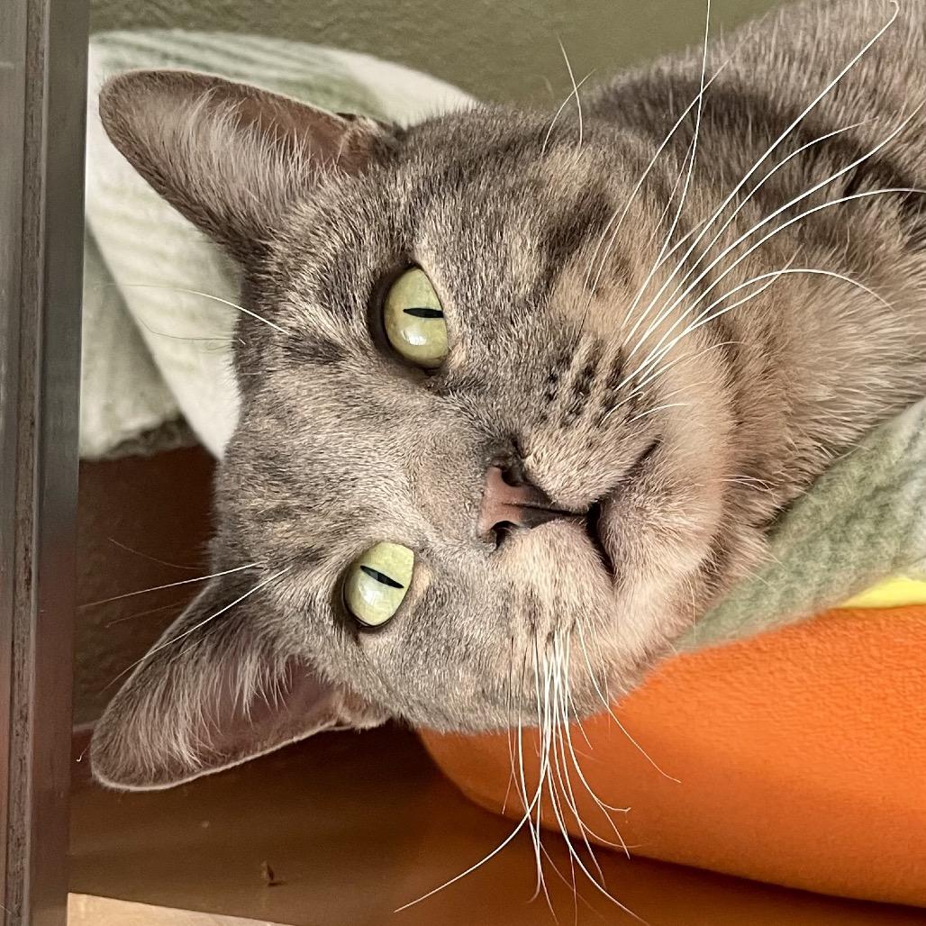 Enlarge Flounder, a Adoptable Domestic Short Hair in Deerfield, IL image 6/6