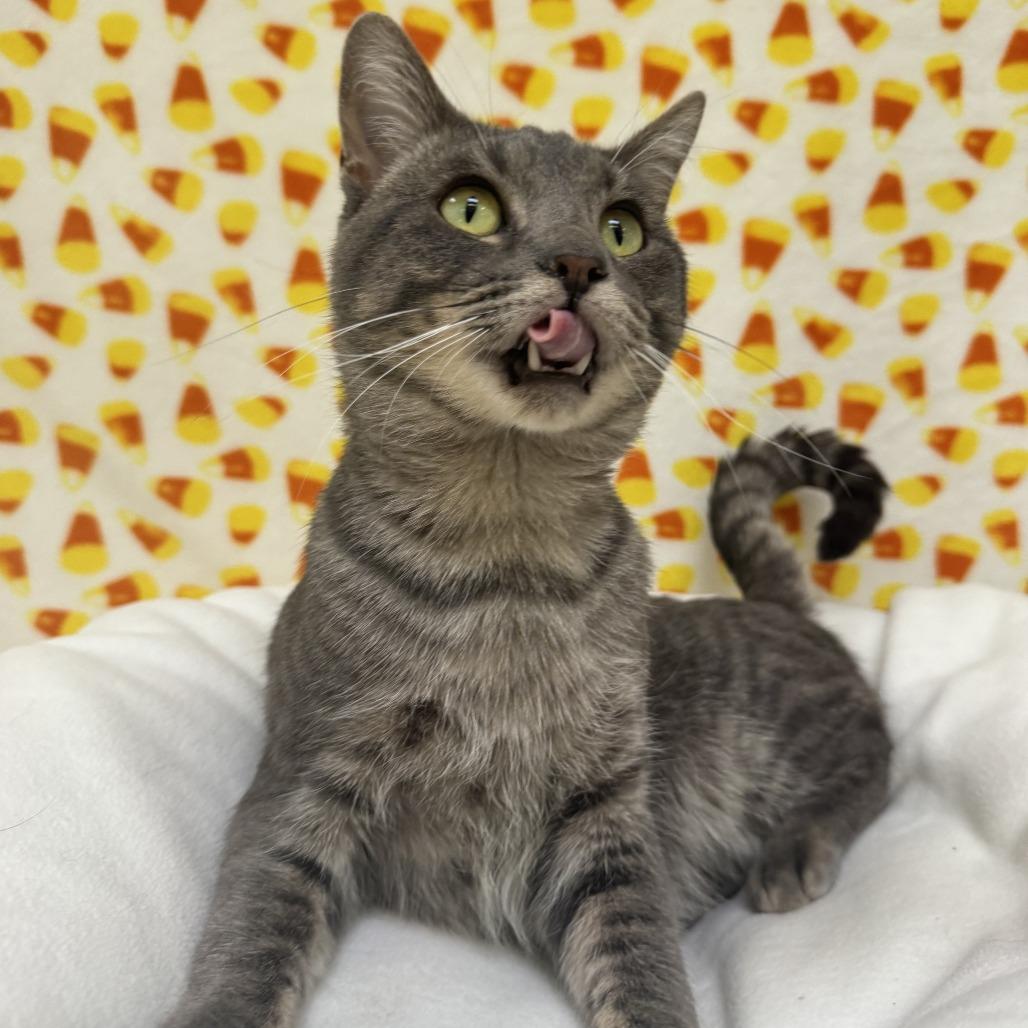 Enlarge Flounder, a Adoptable Domestic Short Hair in Deerfield, IL image 4/6