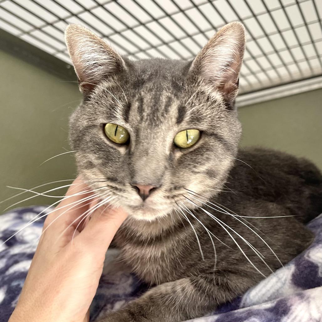 Enlarge Flounder, a Adoptable Domestic Short Hair in Deerfield, IL image 4/5