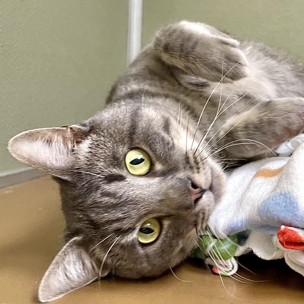 Enlarge Flounder, a Adoptable Domestic Short Hair in Deerfield, IL image 5/6