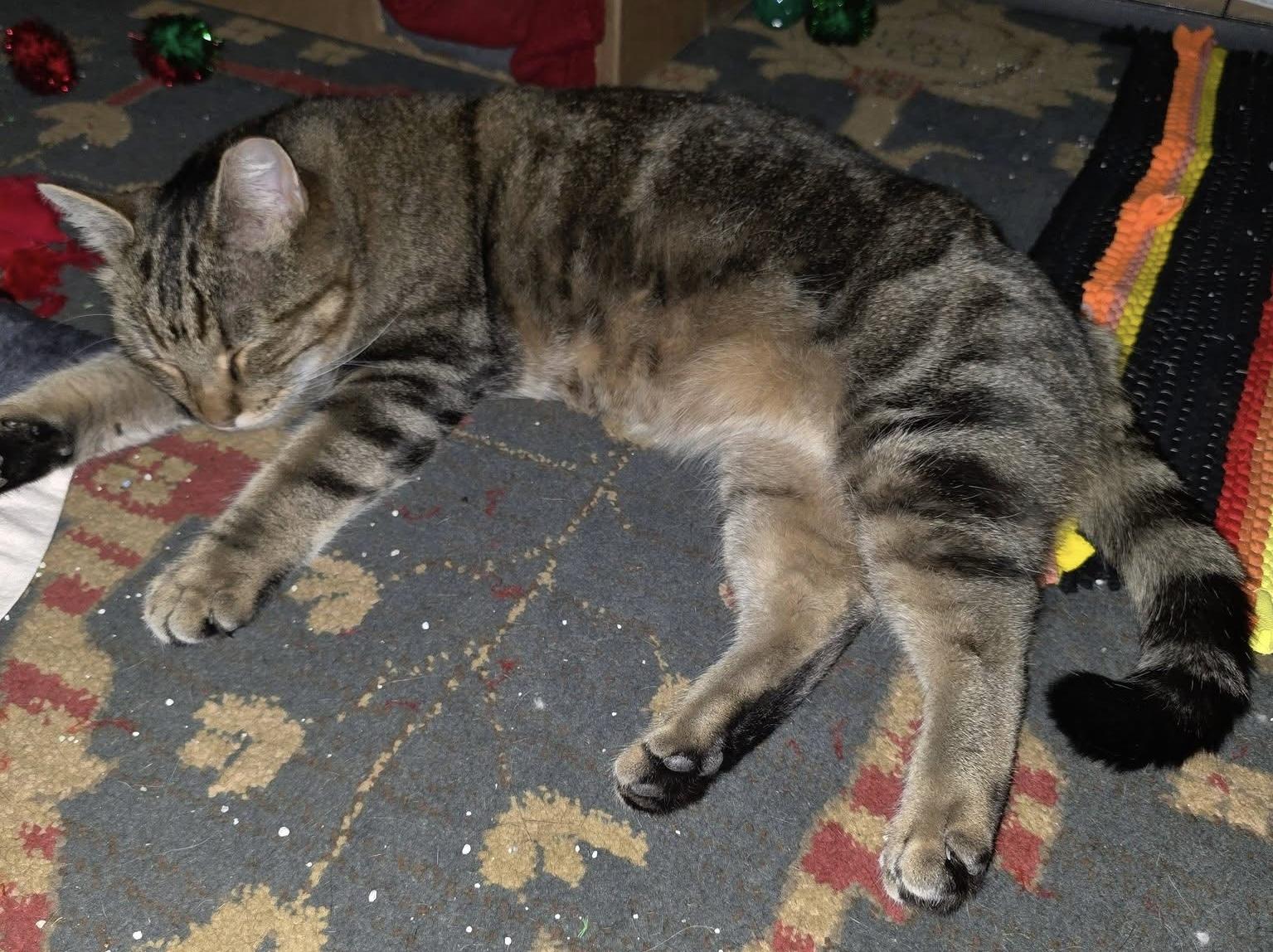 Lulu, a ADOPTABLE Domestic Short Hair in Colorado Springs, CO image 2/6
