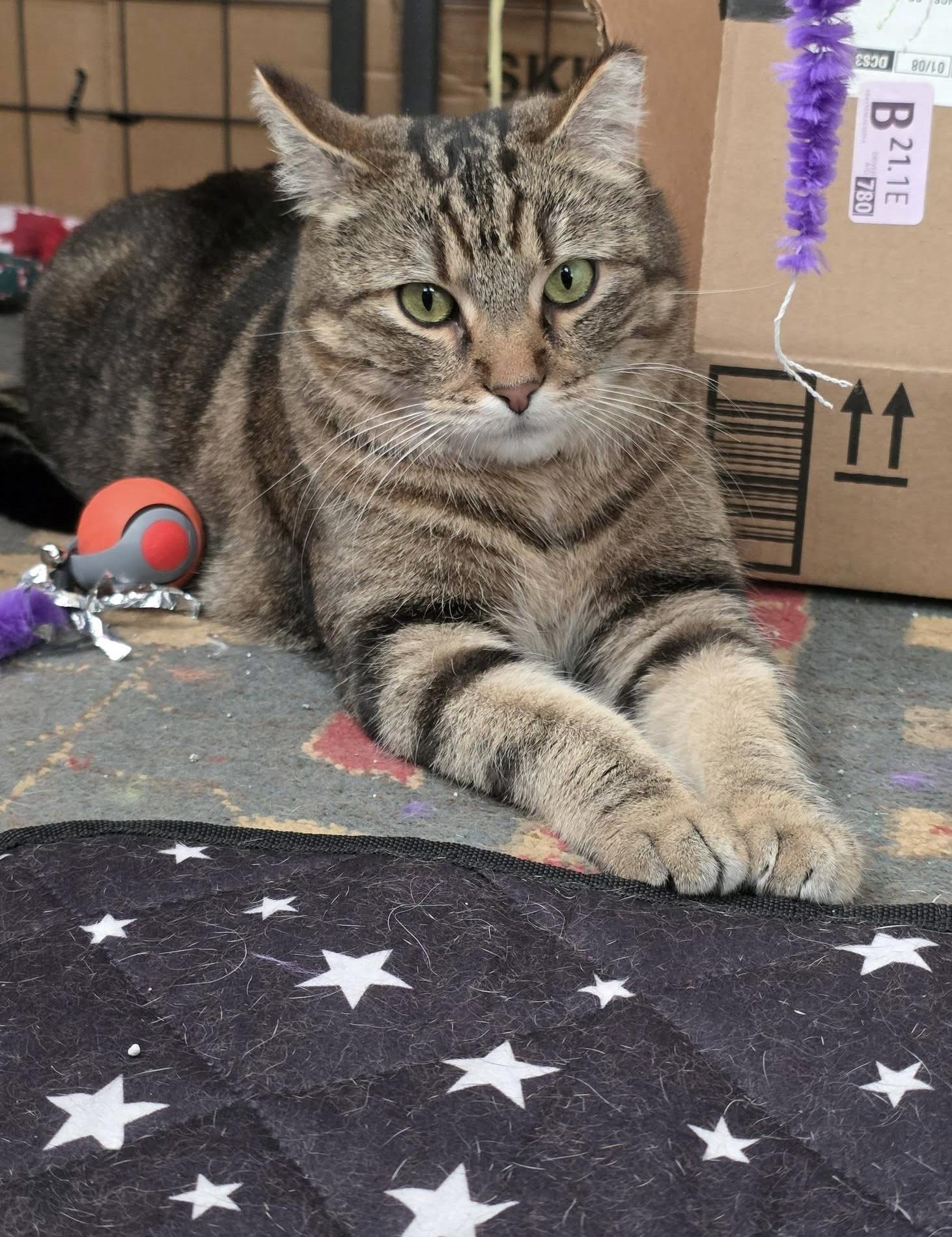 Lulu, ADOPTABLE, Adult Female Domestic Short Hair.