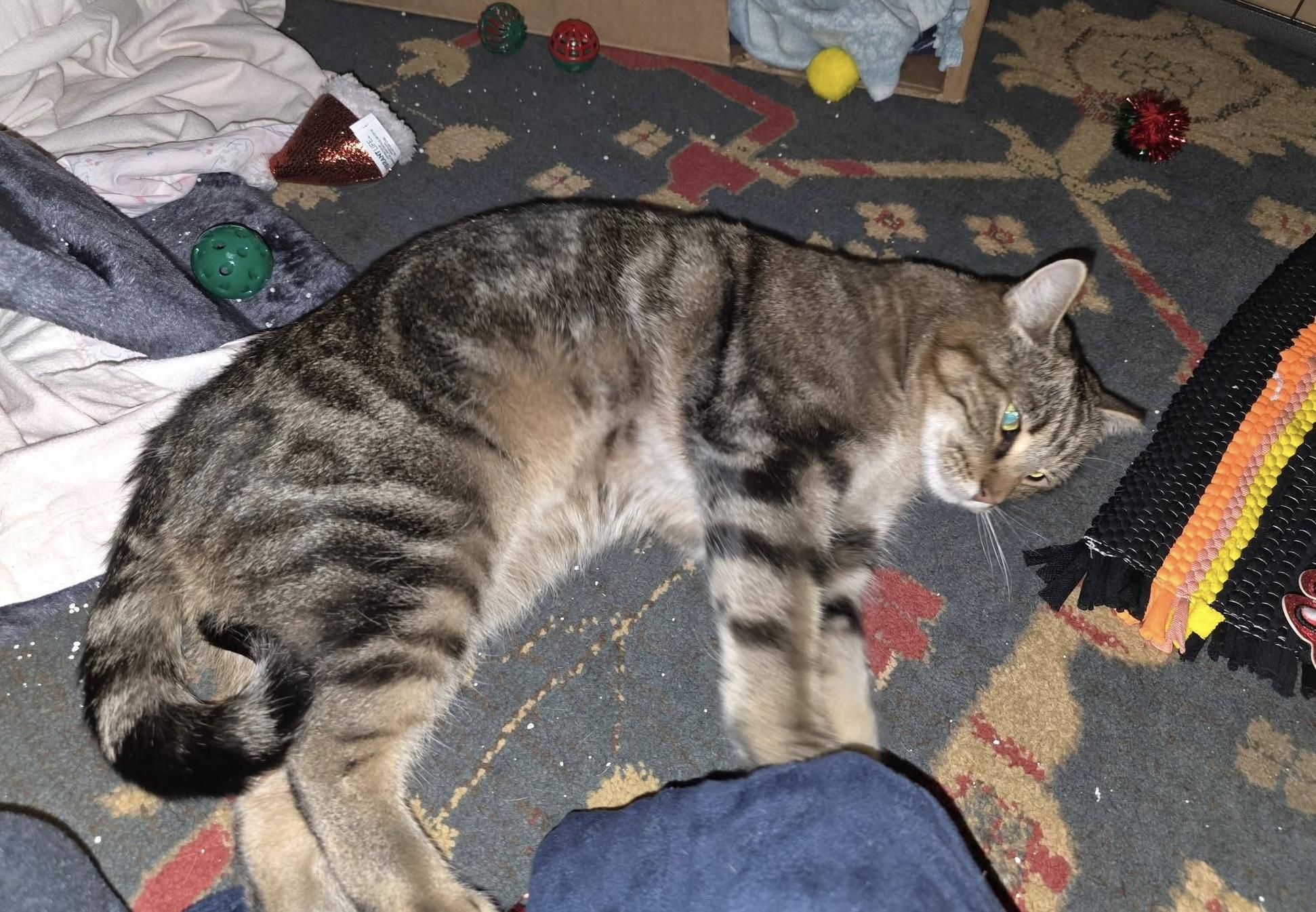 Lulu, a ADOPTABLE Domestic Short Hair in Colorado Springs, CO image 3/6