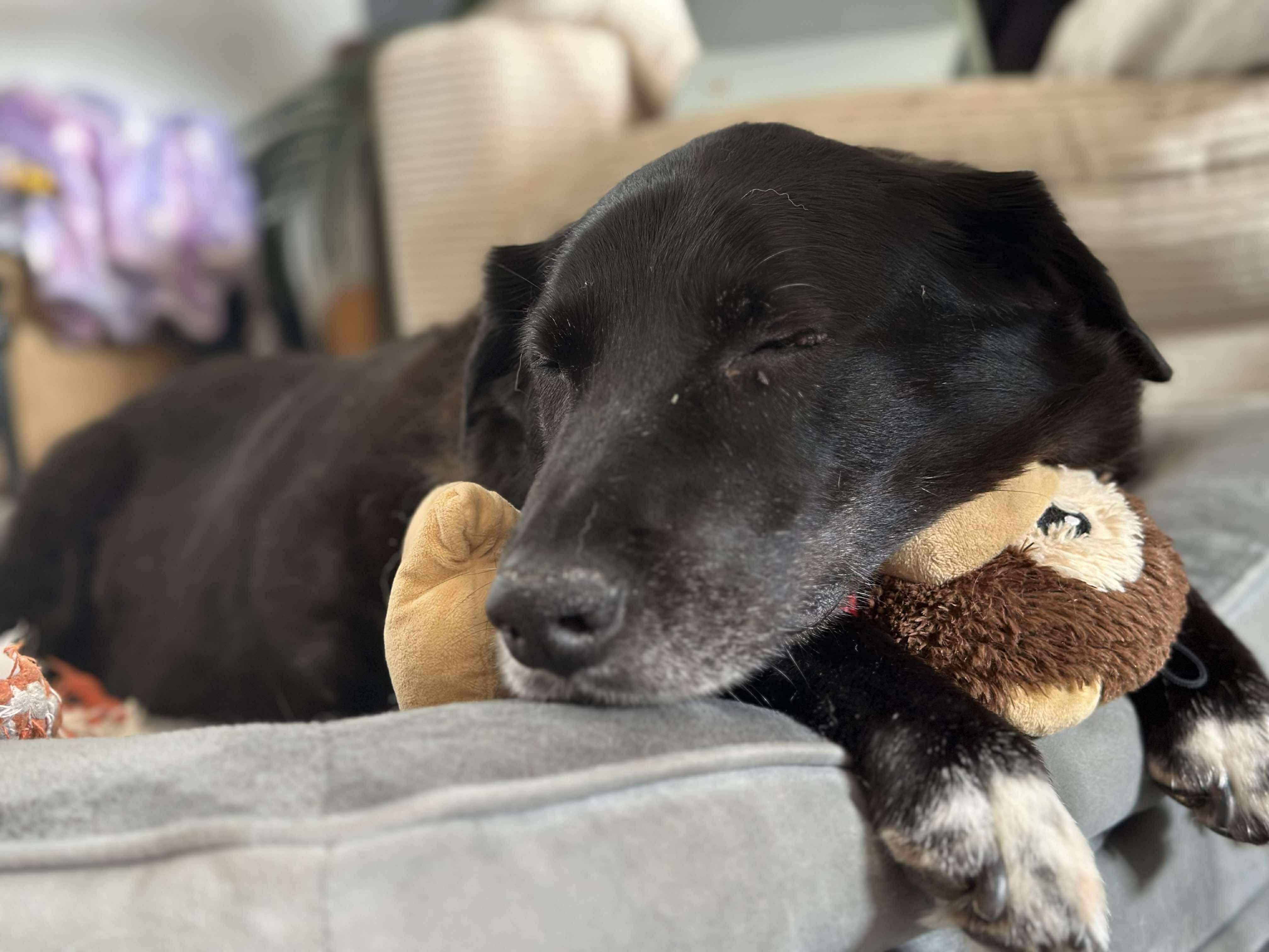 Murphy, a Adoptable Mixed Breed image 3/3