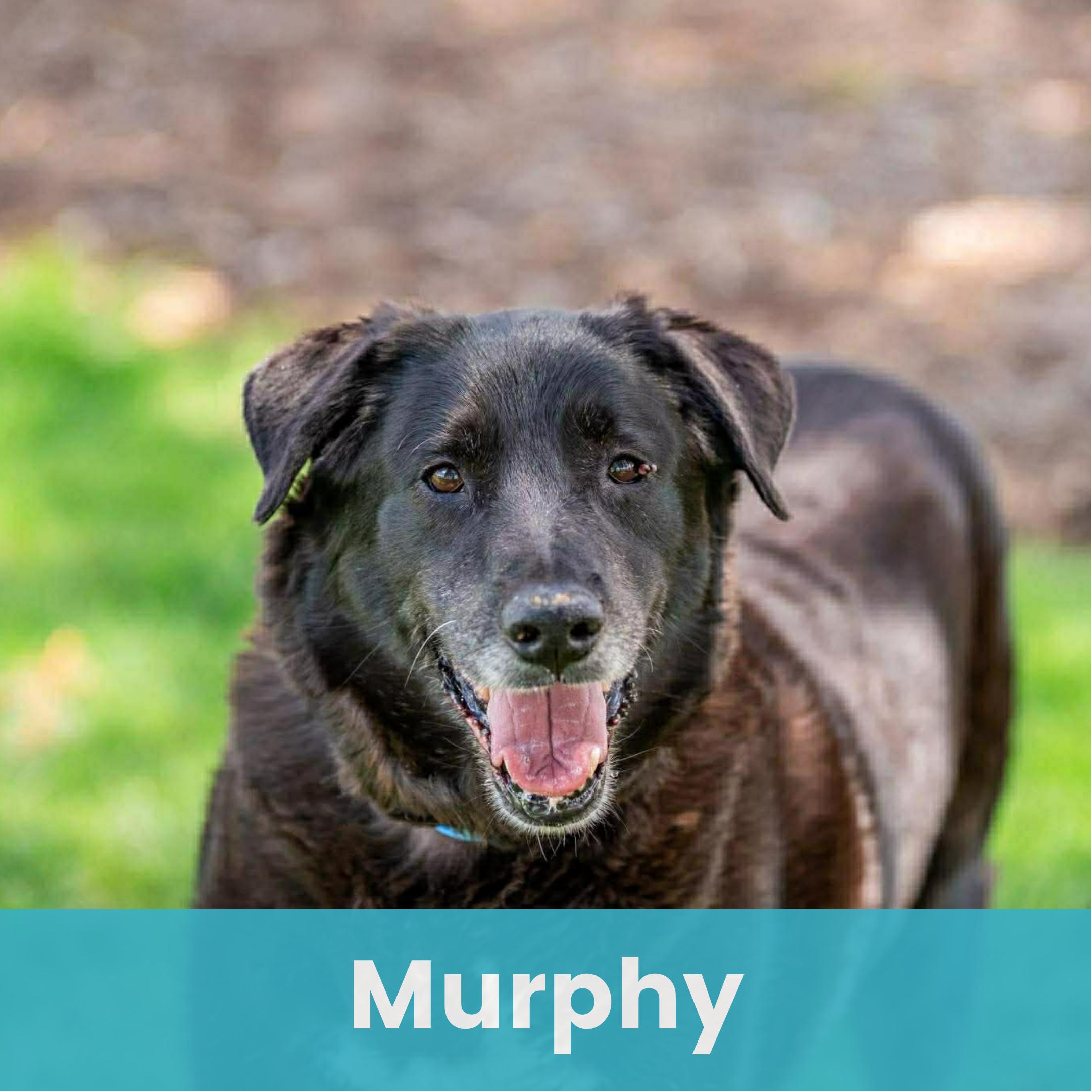 Enlarge Murphy, a Adoptable Mixed Breed in Rochester , NY image 1/6