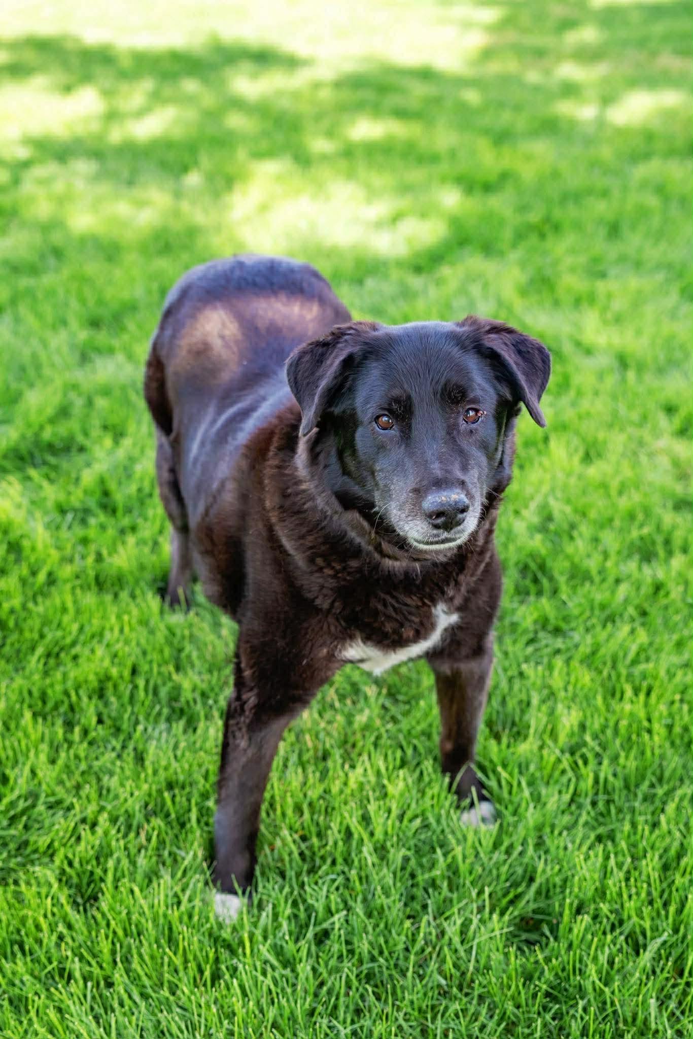 Enlarge Murphy, a Adoptable Mixed Breed in Rochester , NY image 4/6