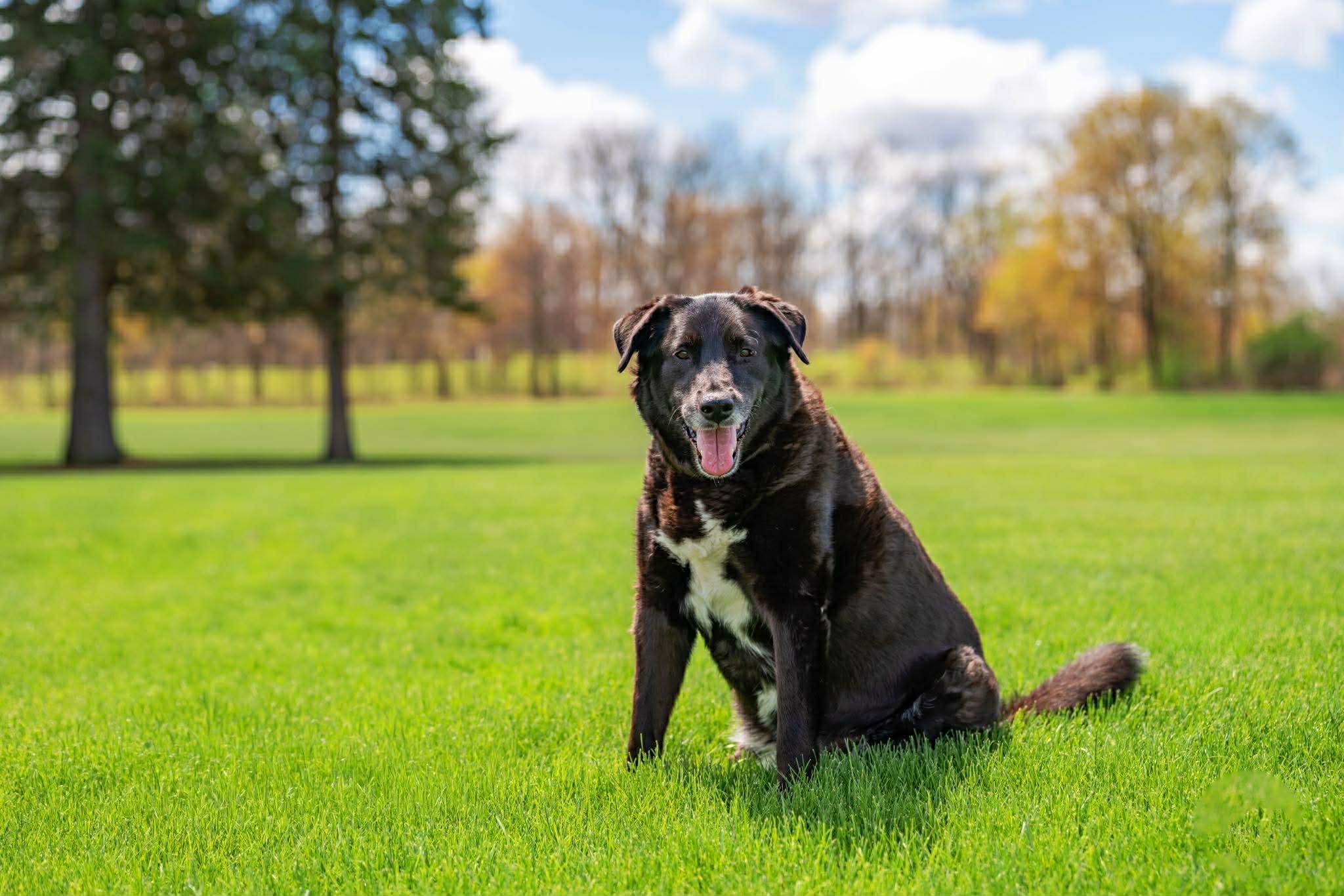 Enlarge Murphy, a Adoptable Mixed Breed in Rochester , NY image 2/6
