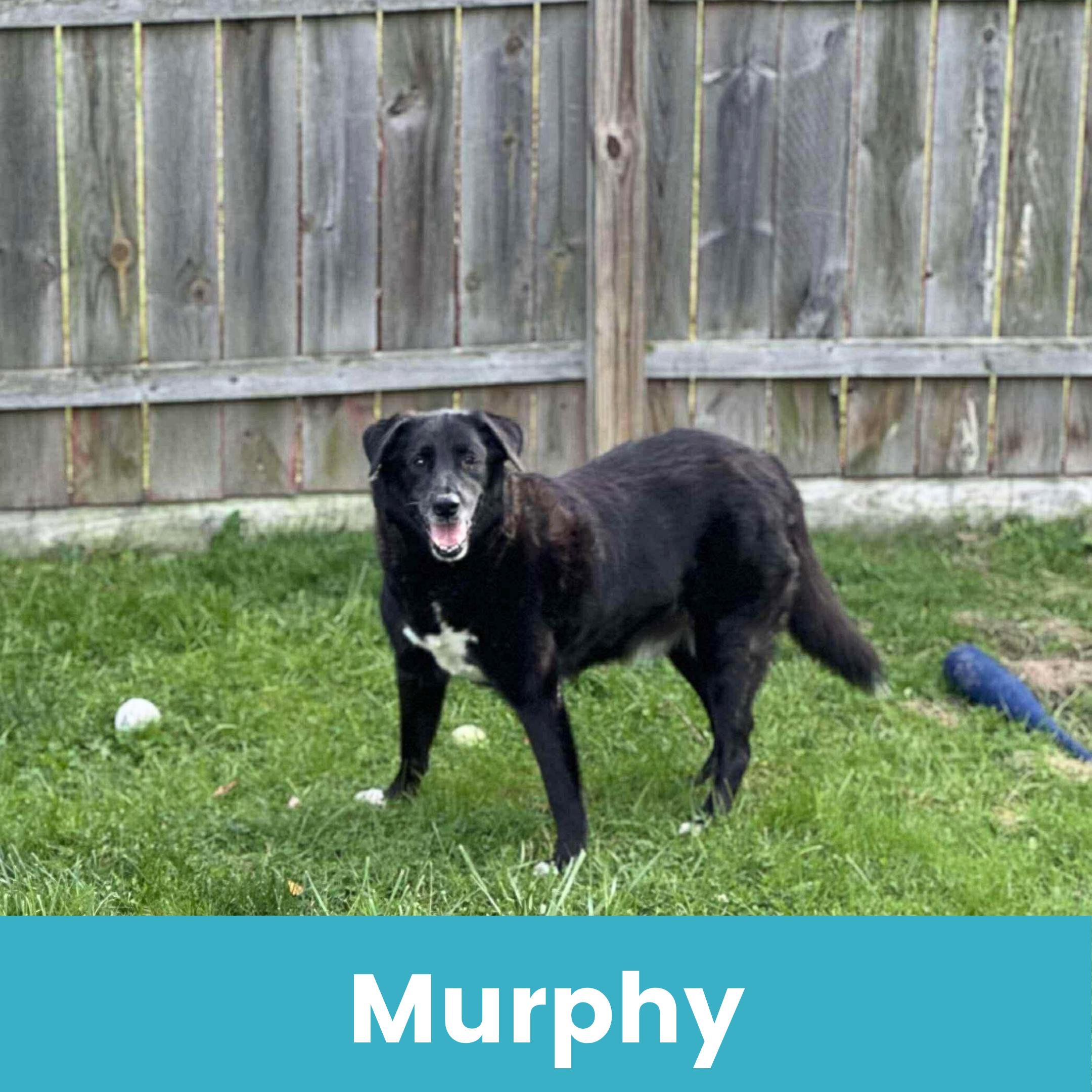 Murphy, a Adoptable Mixed Breed image 1/3