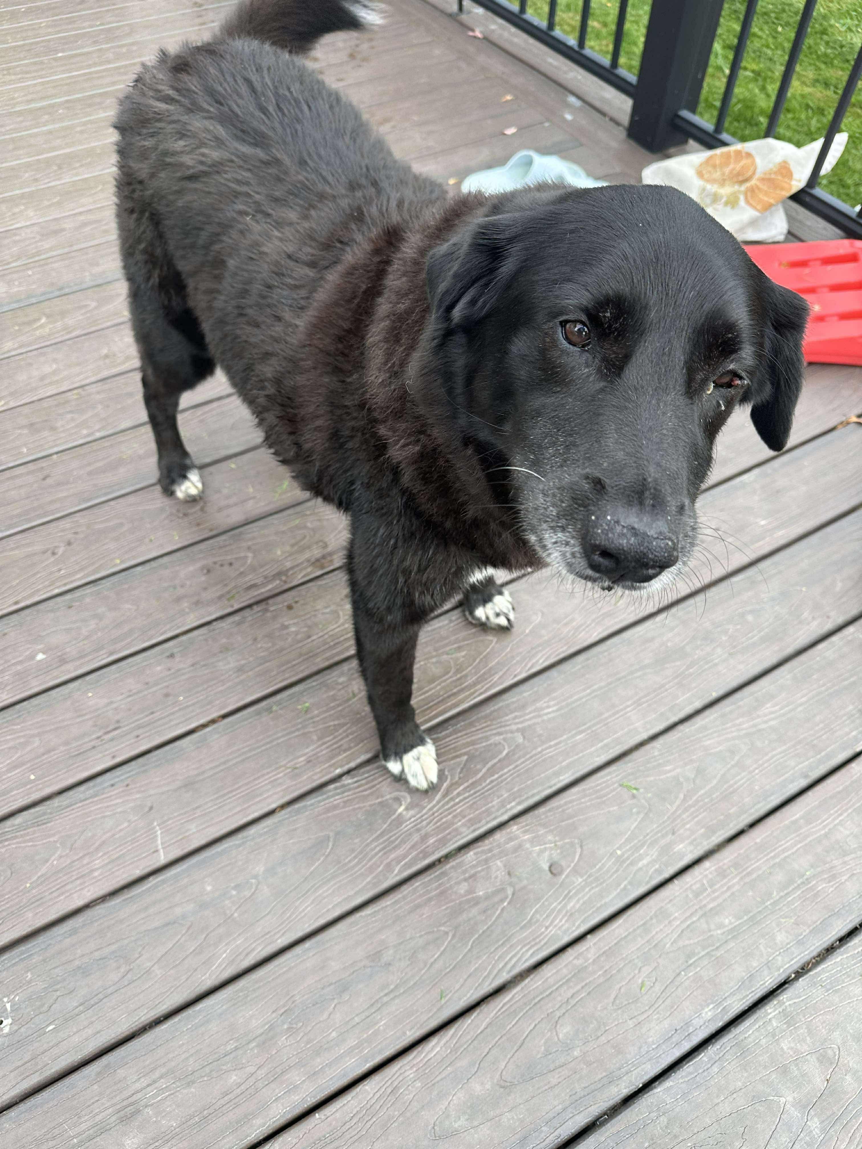 Murphy, a Adoptable Mixed Breed image 2/3