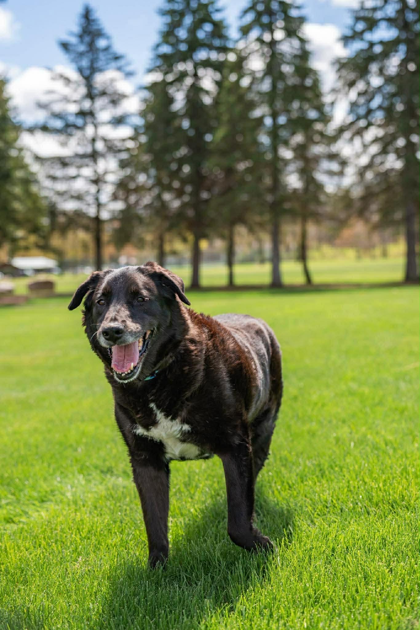Enlarge Murphy, a Adoptable Mixed Breed in Rochester , NY image 3/6