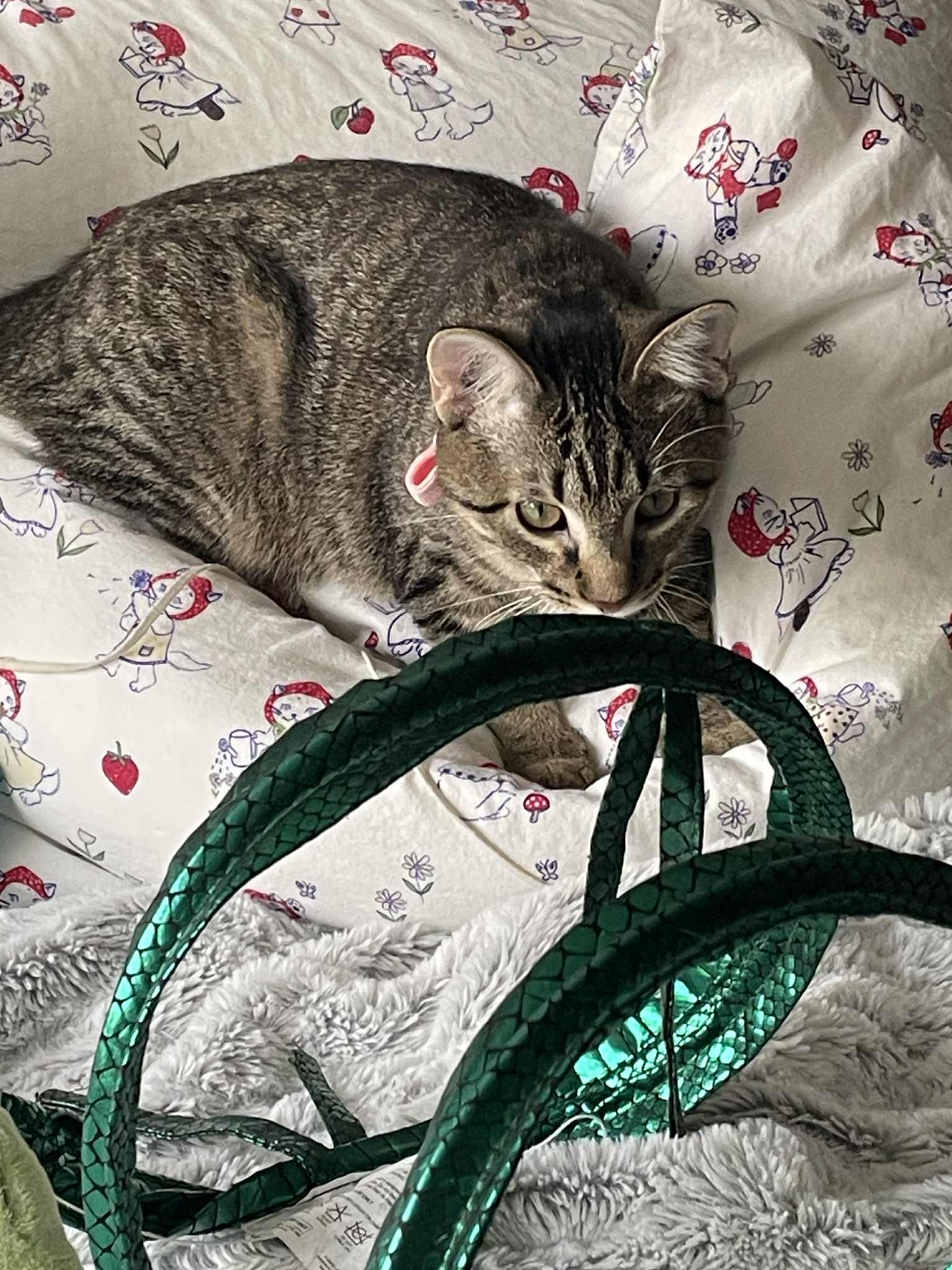 Enlarge Luna Lovegood, an adoptable Domestic Short Hair in Blaine, MN image 2/6