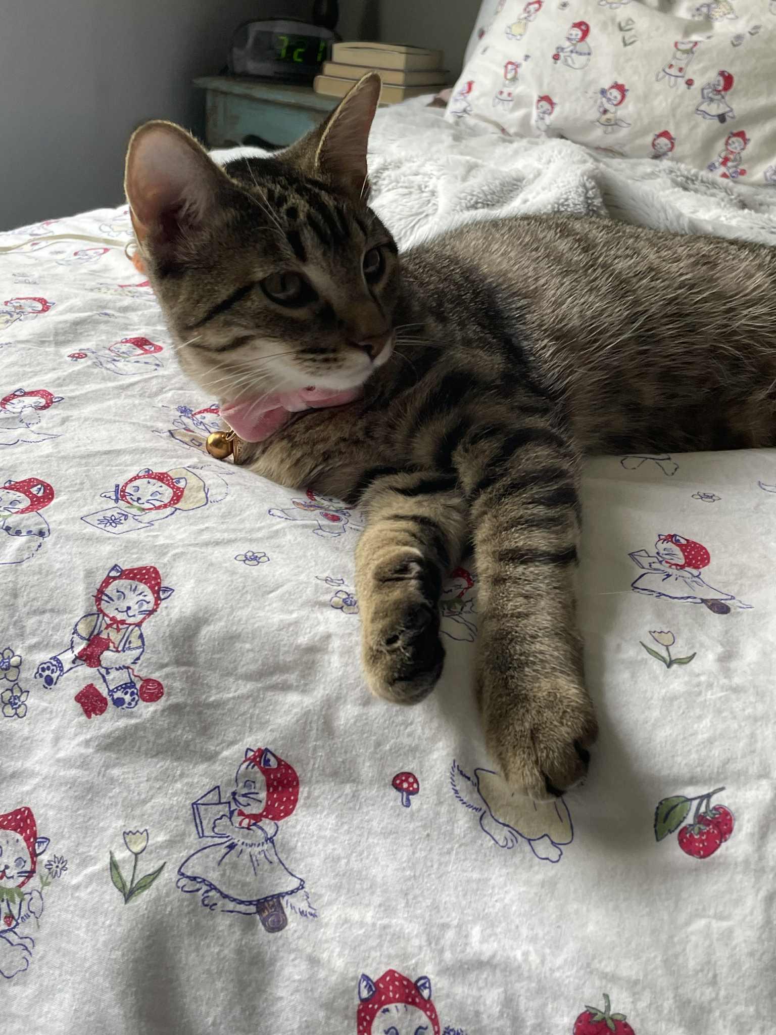 Enlarge Luna Lovegood, an adoptable Domestic Short Hair in Blaine, MN image 5/6