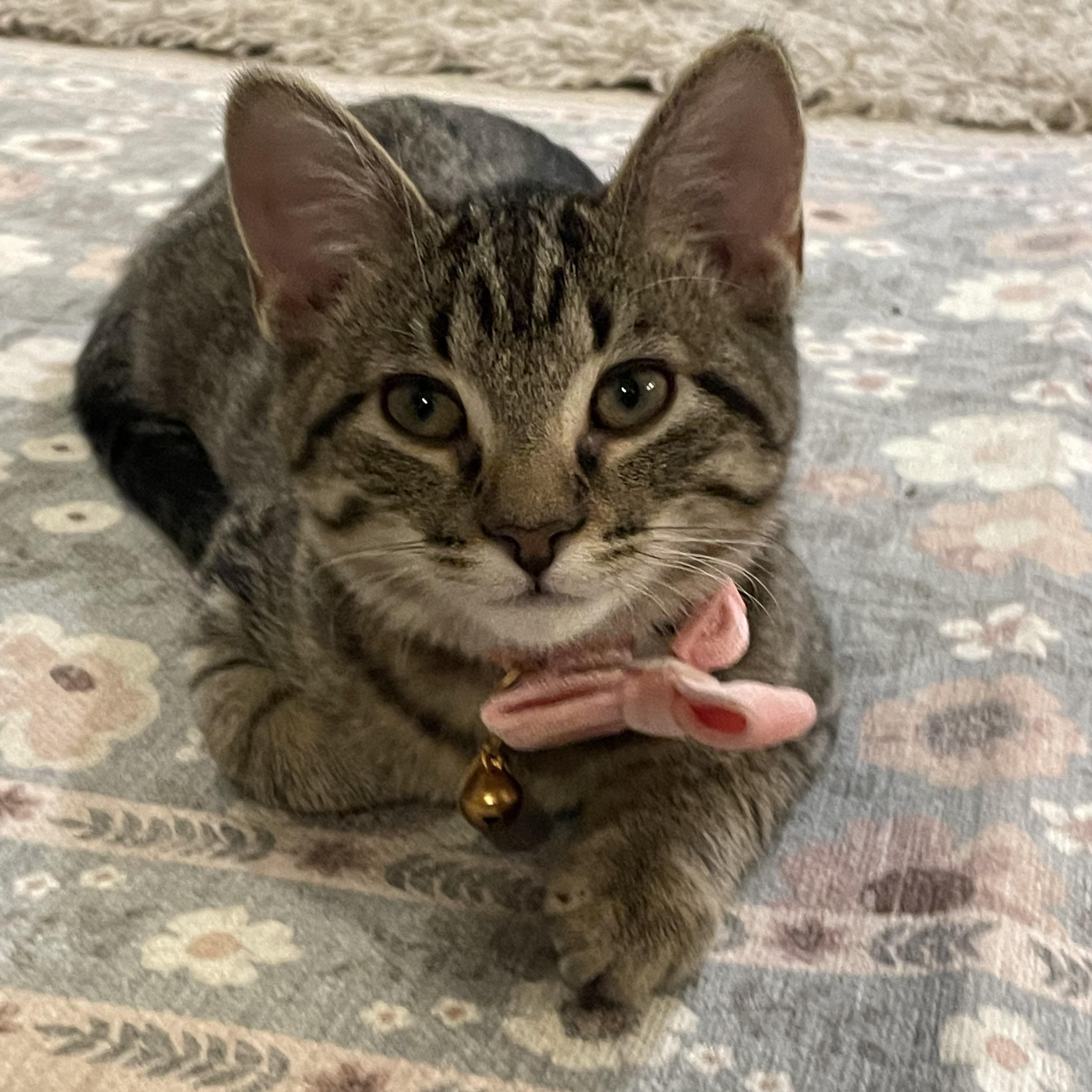 Enlarge Luna Lovegood, an adoptable Domestic Short Hair in Blaine, MN image 3/6