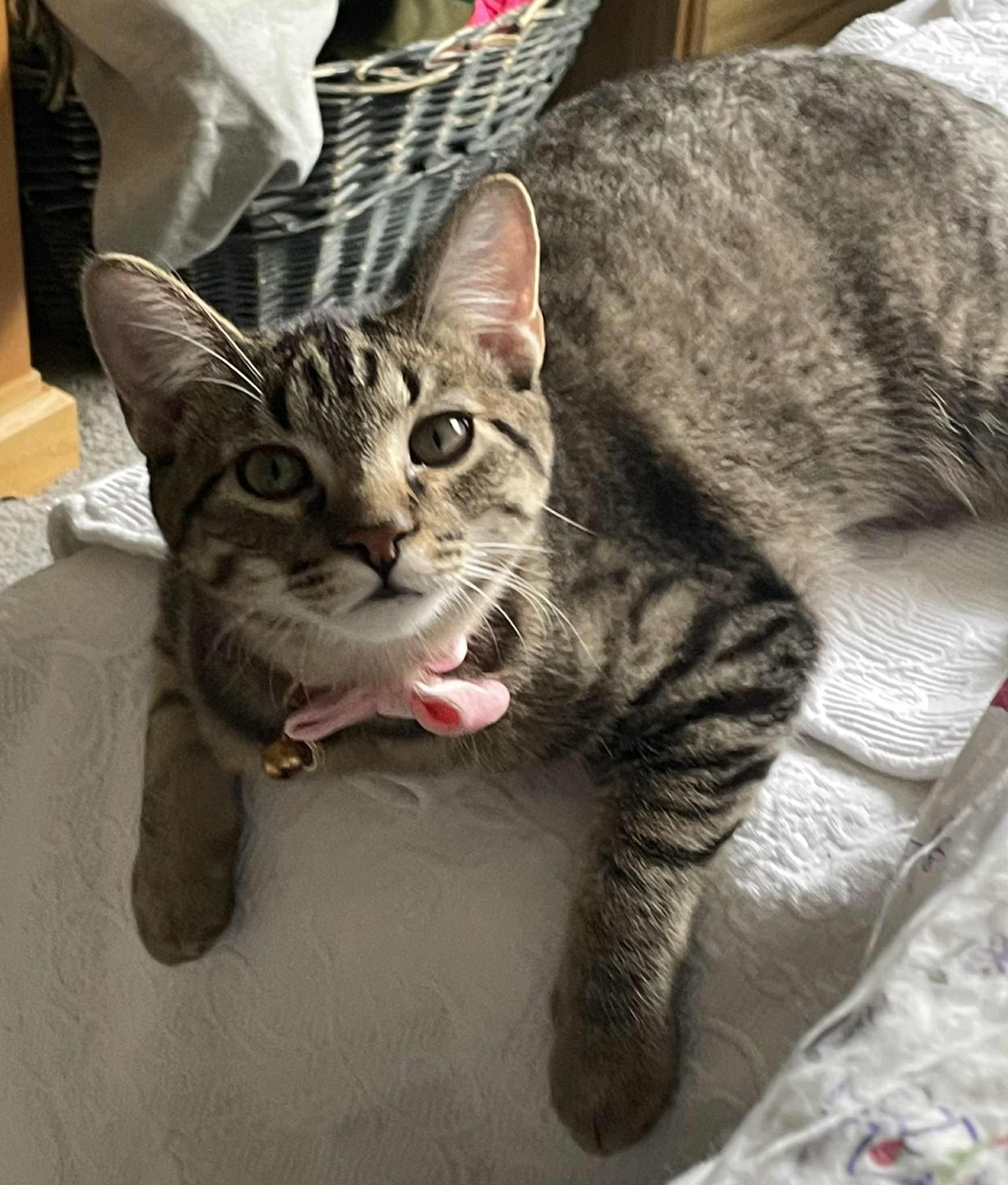 Enlarge Luna Lovegood, an adoptable Domestic Short Hair in Blaine, MN image 1/6