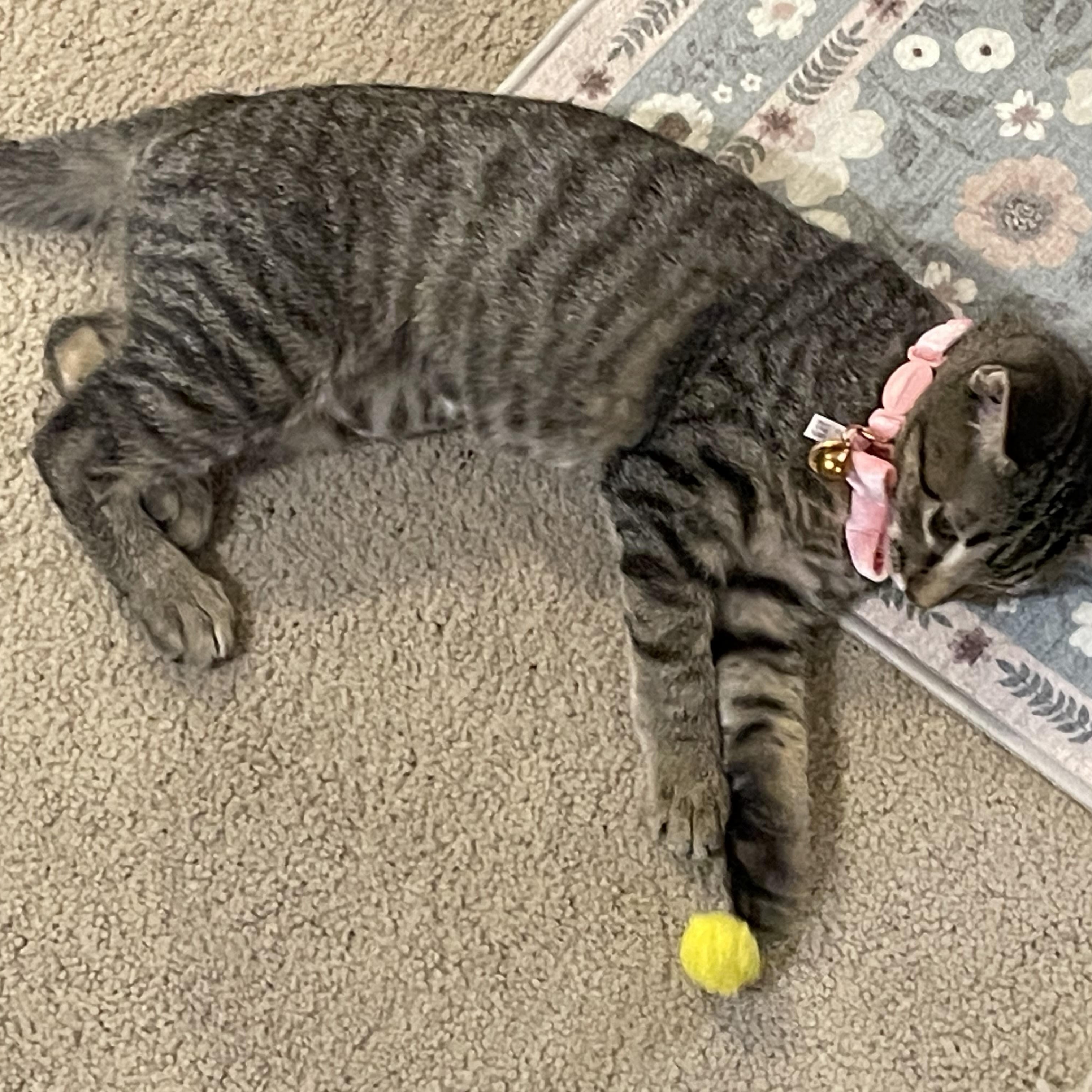 Enlarge Luna Lovegood, an adoptable Domestic Short Hair in Blaine, MN image 4/6