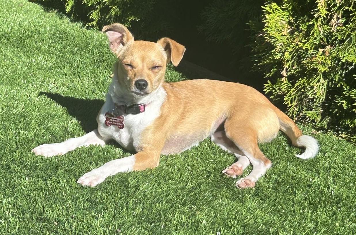 Enlarge Wednesday, a Adoptable mixed breed in Covington, WA image 3/5