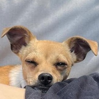 Wednesday, Adoptable, Young Female Chihuahua & Dachshund.