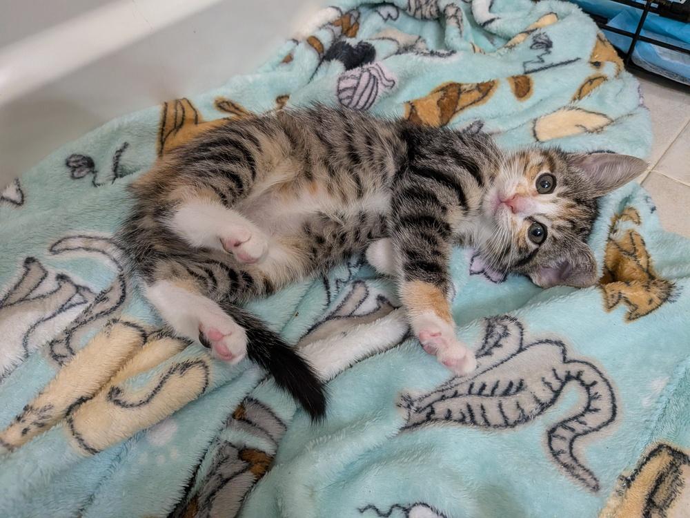 Bonita, Adoptable, Kitten Female Domestic Short Hair.