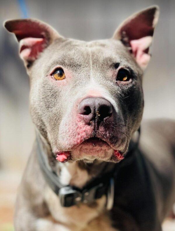 Rescue Only- AC- 5308 "Steve", Adoptable, Adult Male Pit Bull Terrier.