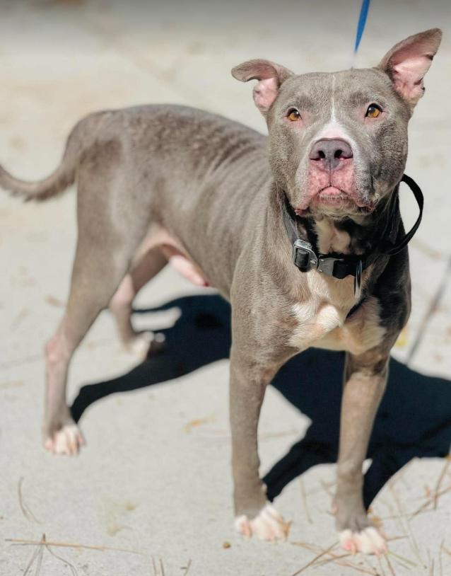 Enlarge Rescue Only- AC- 5308 "Steve", a Adoptable mixed breed in Conyers, GA image 3/3