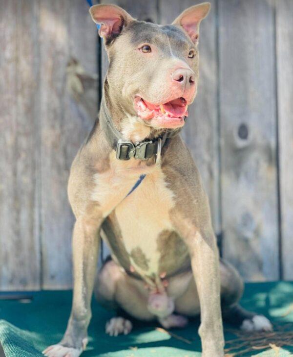 Enlarge Rescue Only- AC- 5308 "Steve", a Adoptable mixed breed in Conyers, GA image 2/3