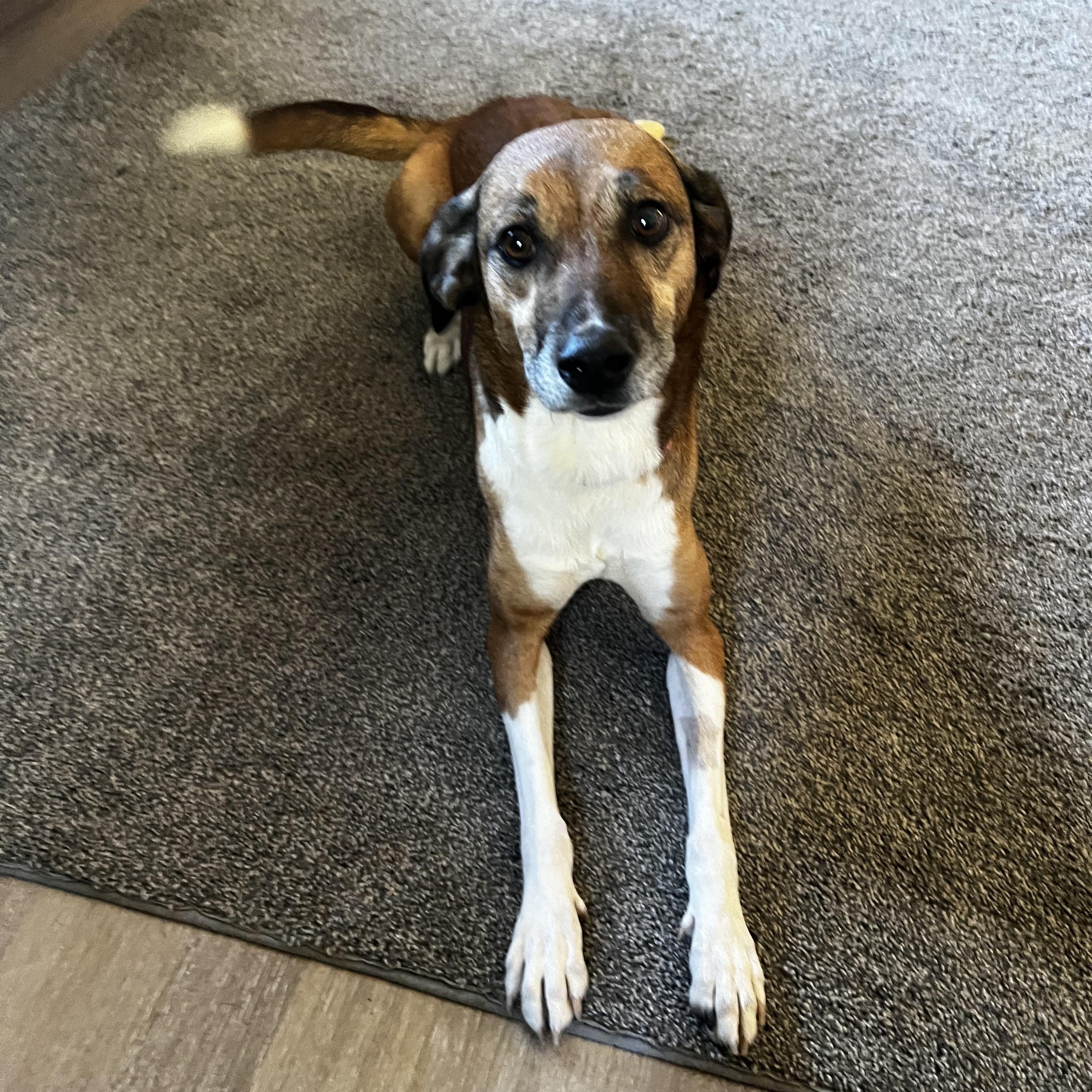 Amber 0125 — thumbnail 4