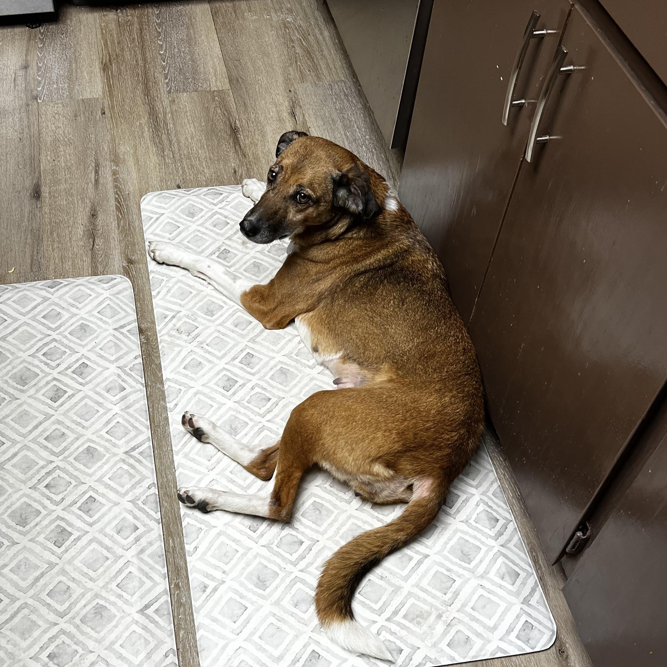 Amber 0125 — thumbnail 5