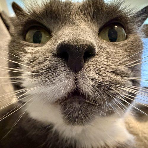 Enlarge Siena, a Adoptable Domestic Short Hair in Knoxville, TN image 1/5