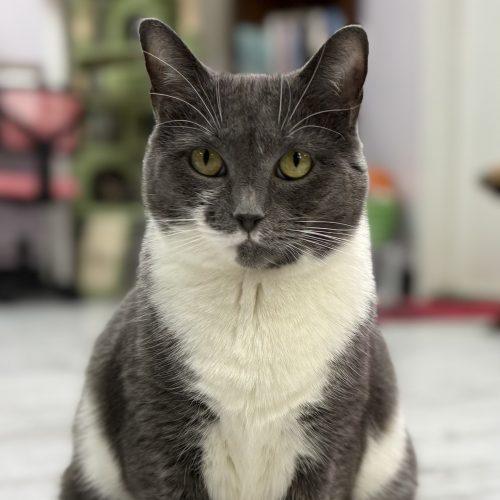 Enlarge Siena, a Adoptable Domestic Short Hair in Knoxville, TN image 2/5