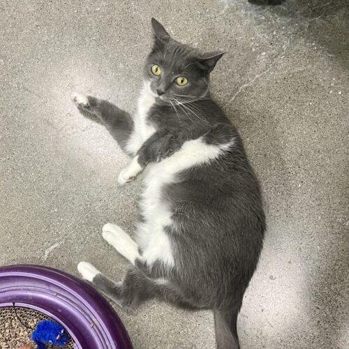 Enlarge Siena, a Adoptable Domestic Short Hair in Knoxville, TN image 3/5