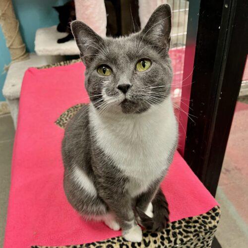 Enlarge Siena, a Adoptable Domestic Short Hair in Knoxville, TN image 4/5