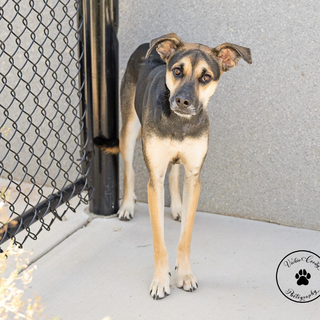 Ember, Adoptable, Young Female Hound & Shepherd.