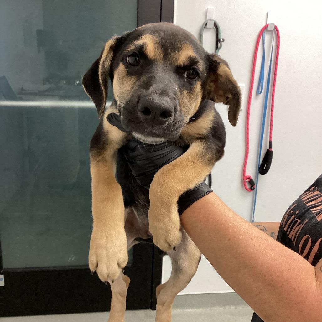Enlarge Ember, a Adoptable mixed breed in Abilene, TX image 2/6
