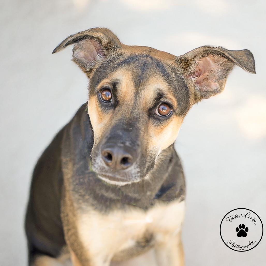 Enlarge Ember, a Adoptable mixed breed in Abilene, TX image 3/6