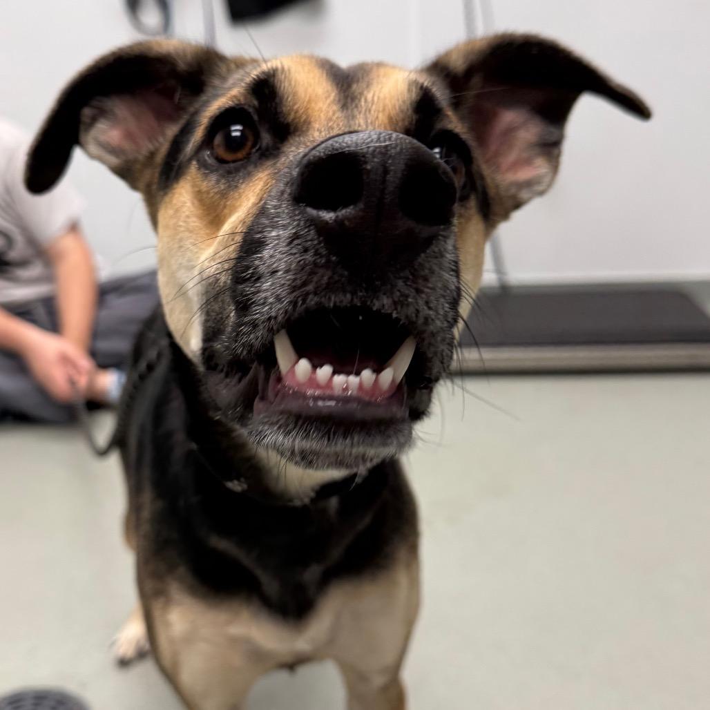 Enlarge Ember, a Adoptable mixed breed in Abilene, TX image 4/6