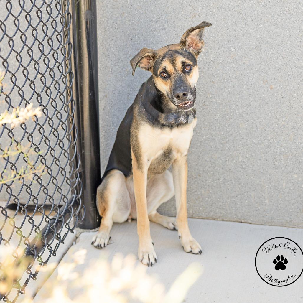 Enlarge Ember, a Adoptable mixed breed in Abilene, TX image 5/6