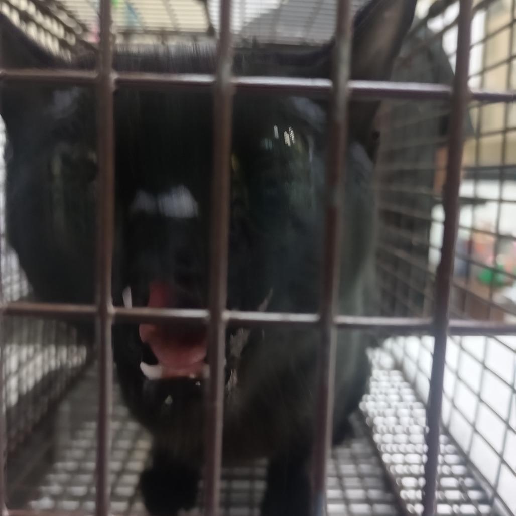 Spade, Adoptable, Young Female Domestic Short Hair.