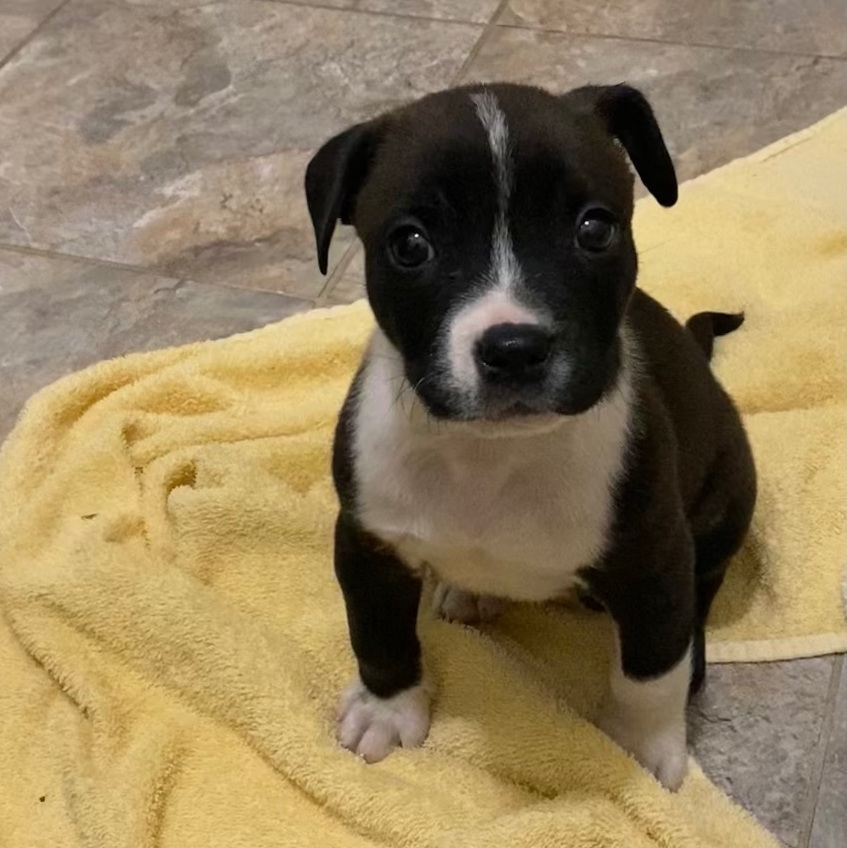 Oreo Cookie