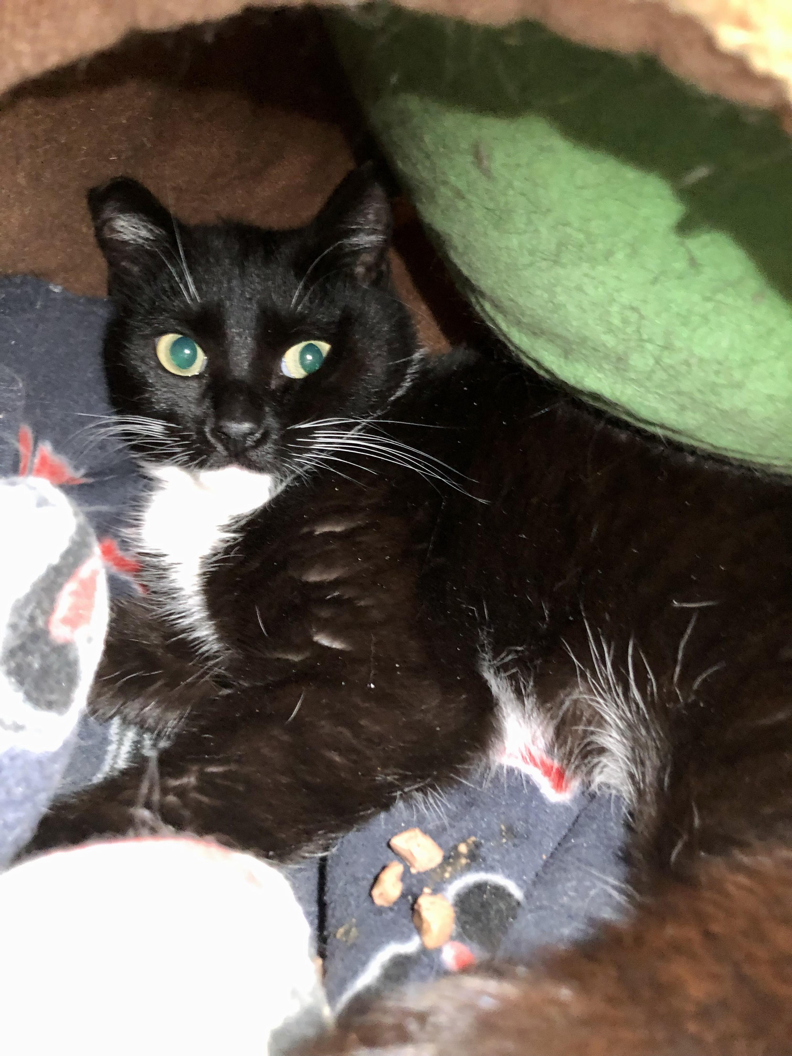 Enlarge Endicott, a ADOPTABLE Domestic Short Hair in Salisbury, MA image 3/3