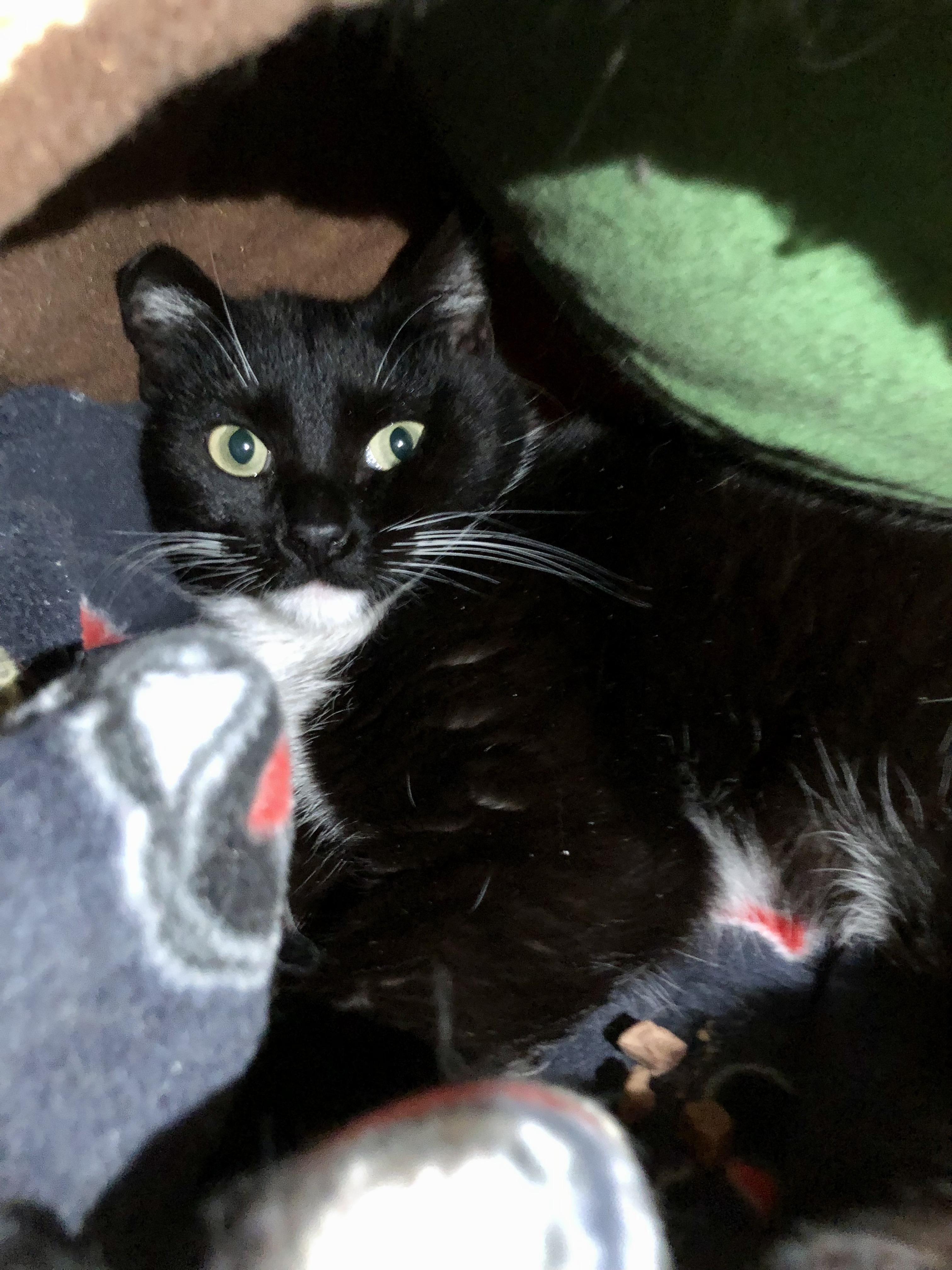 Enlarge Endicott, a ADOPTABLE Domestic Short Hair in Salisbury, MA image 1/3