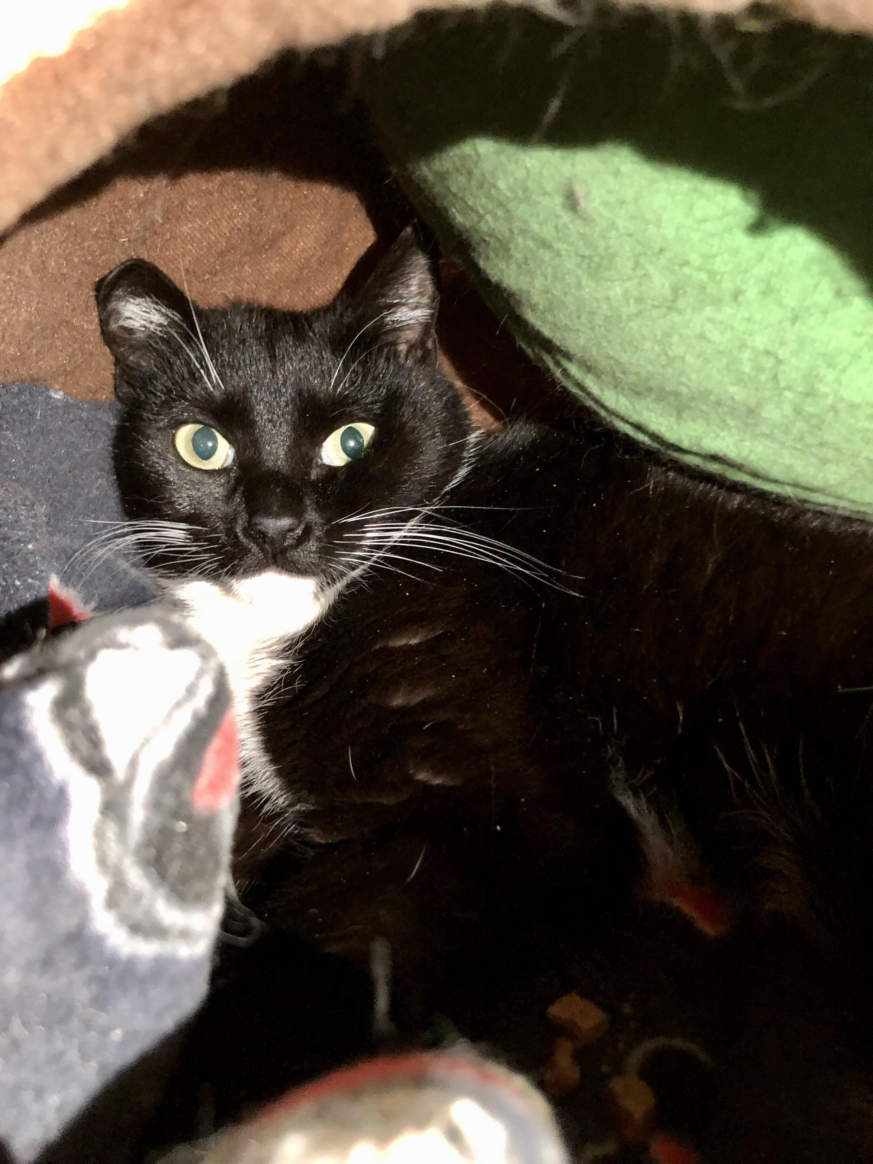 Enlarge Endicott, a ADOPTABLE Domestic Short Hair in Salisbury, MA image 2/3