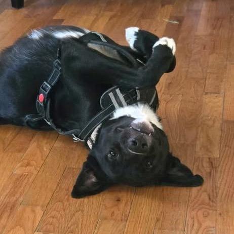 Bentley, Adoptable, Young Male Black Labrador Retriever.