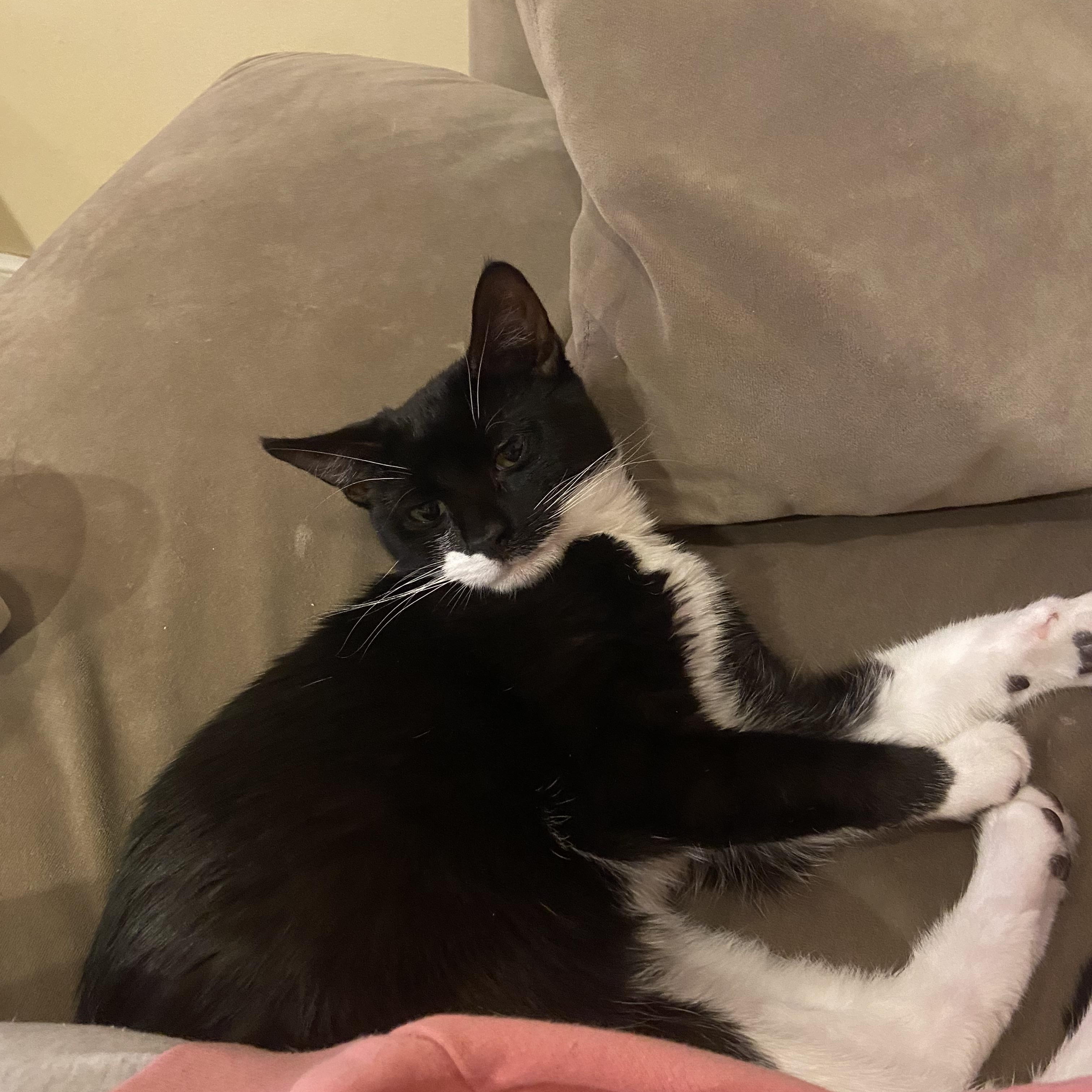 Boo, a Adoptable Domestic Short Hair in Syosset, NY image 3/6