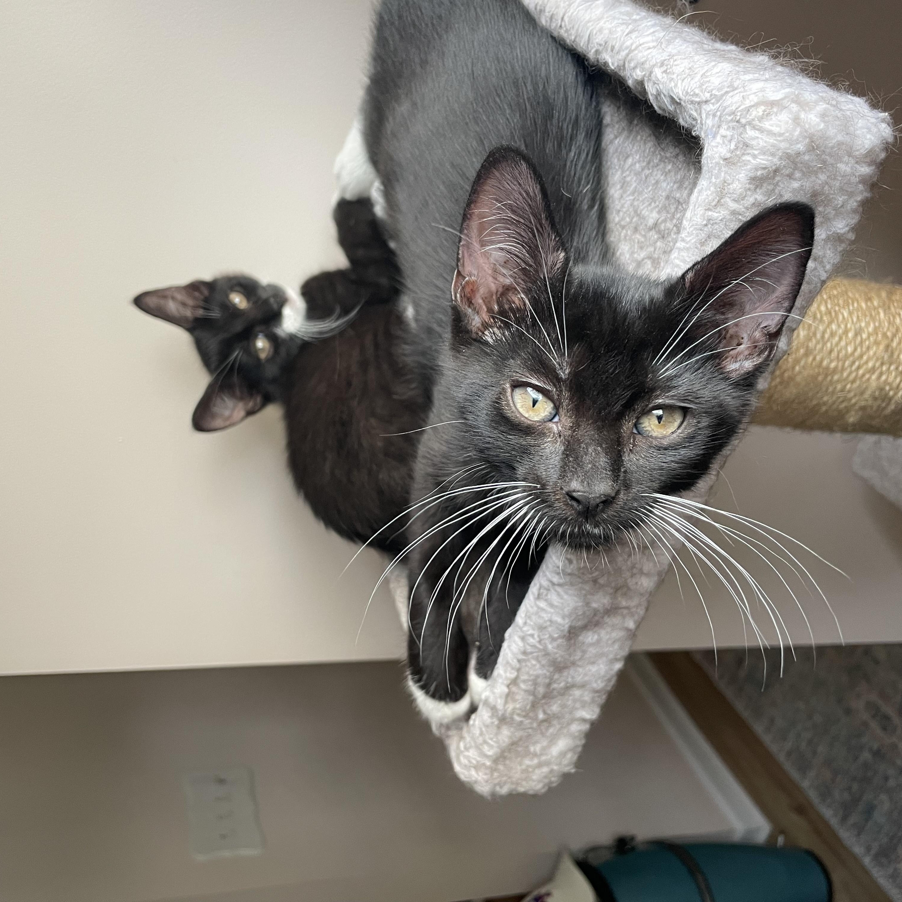 Boo, a Adoptable Domestic Short Hair in Syosset, NY image 1/6