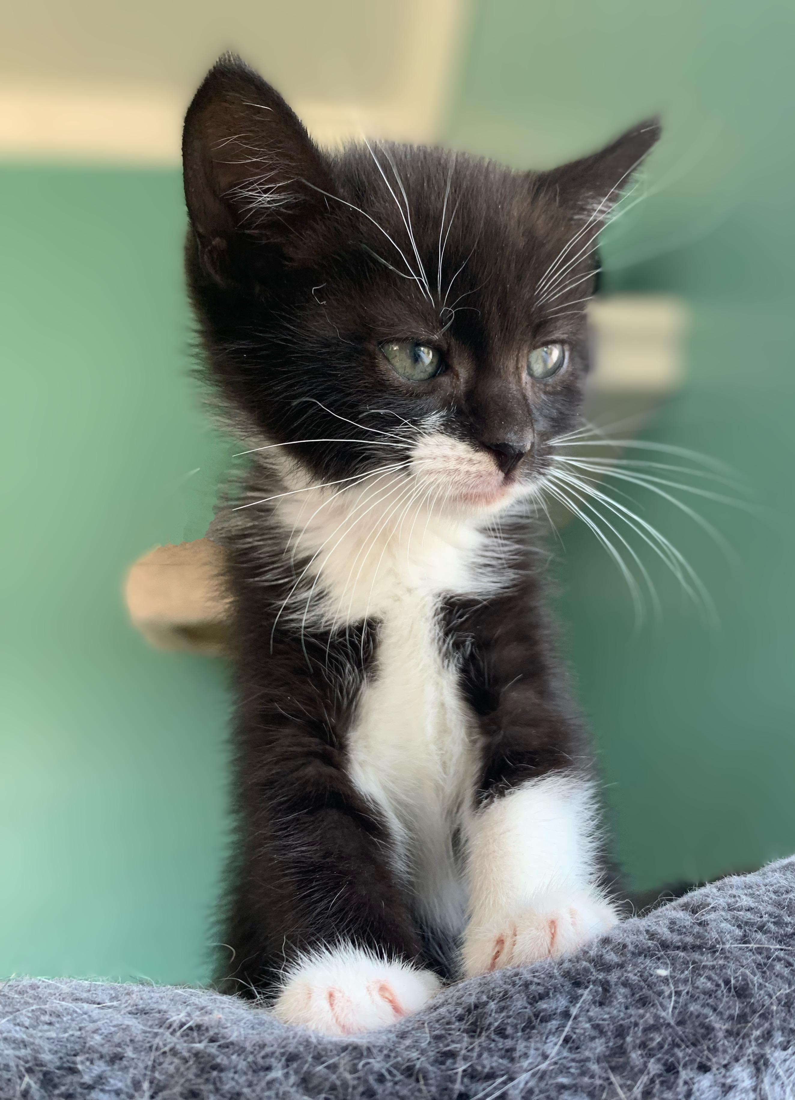 Boo, a Adoptable Domestic Short Hair in Syosset, NY image 5/6