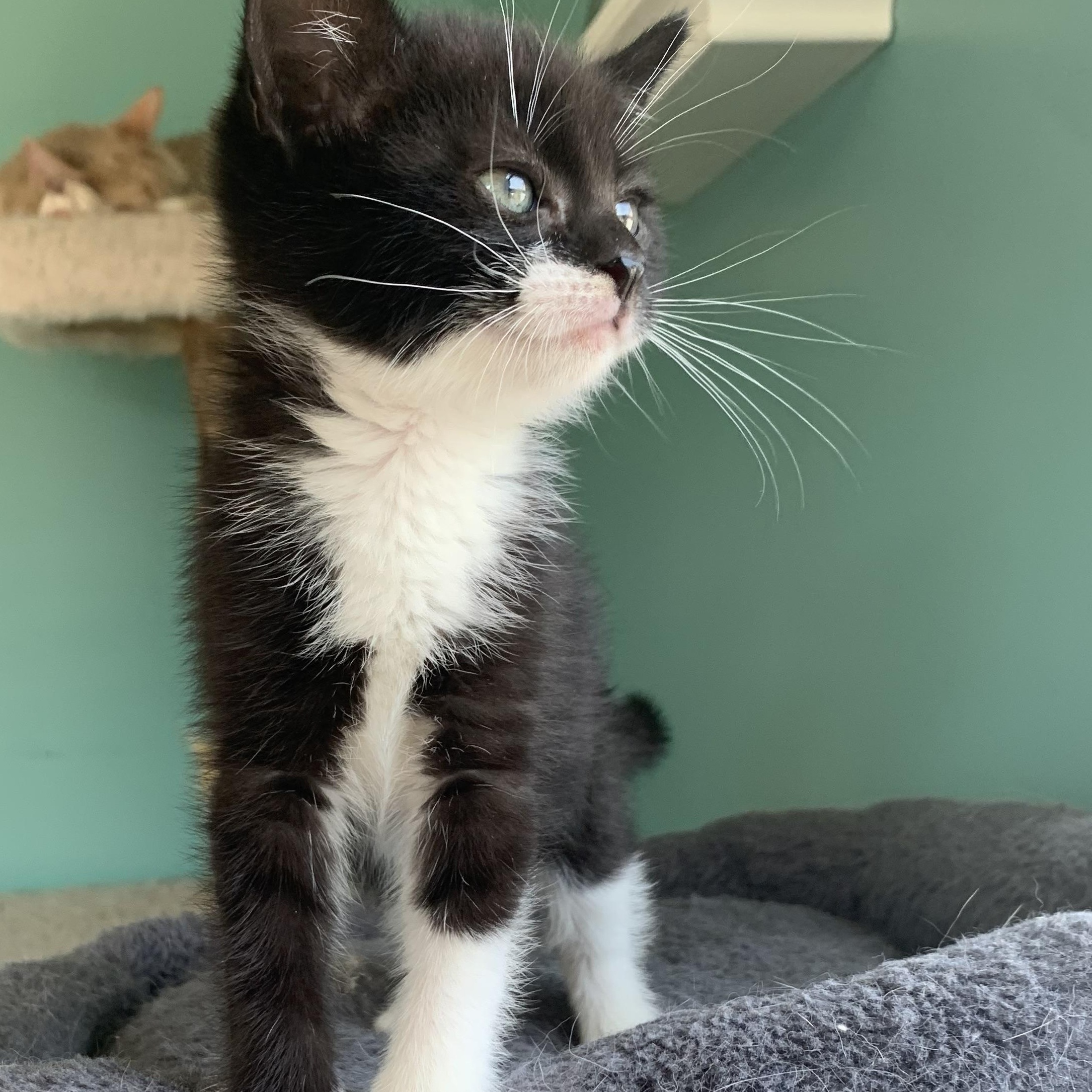 Boo, a Adoptable Domestic Short Hair in Syosset, NY image 6/6